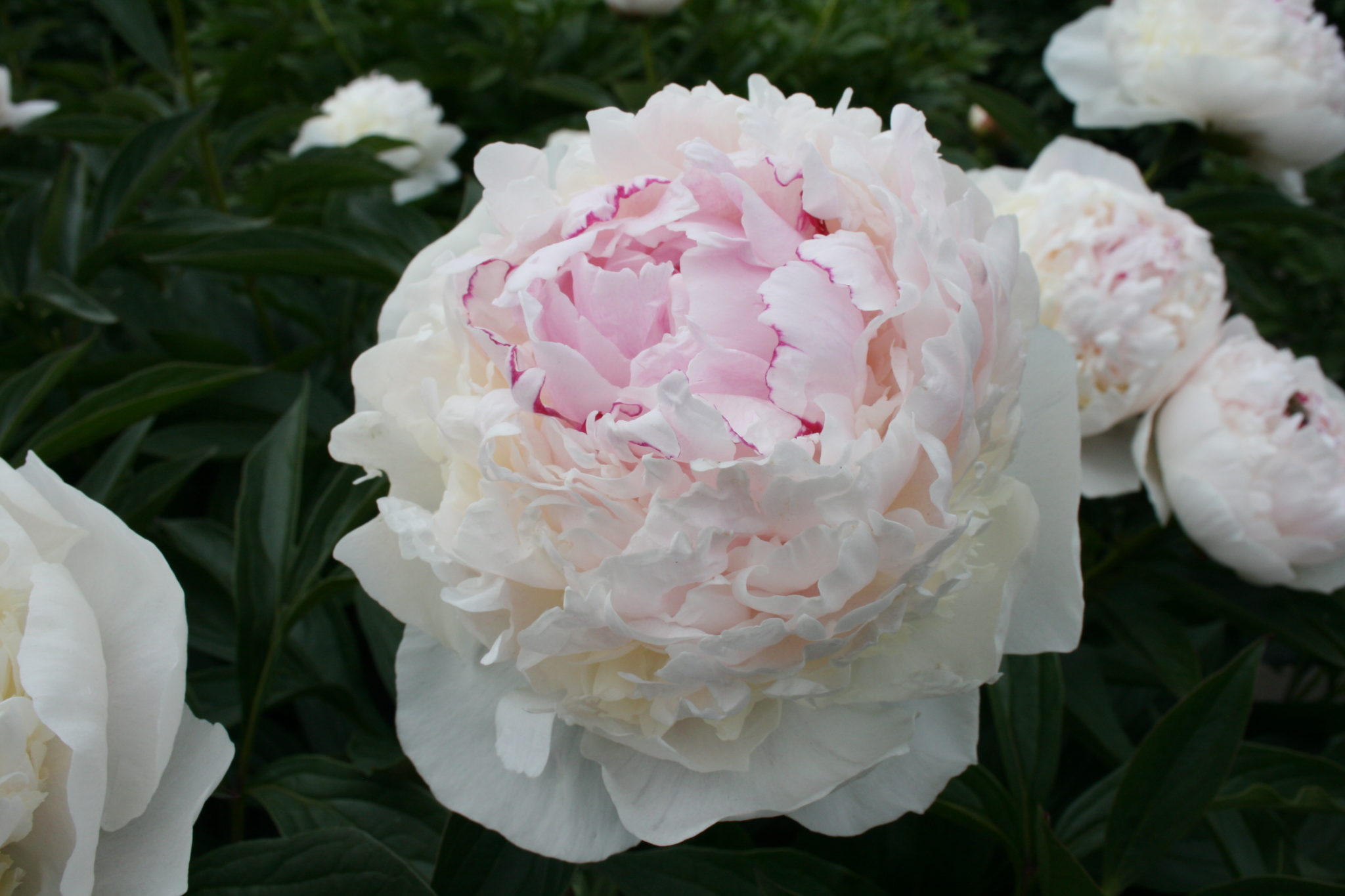 Пион (Paeonia Madame de Verneville