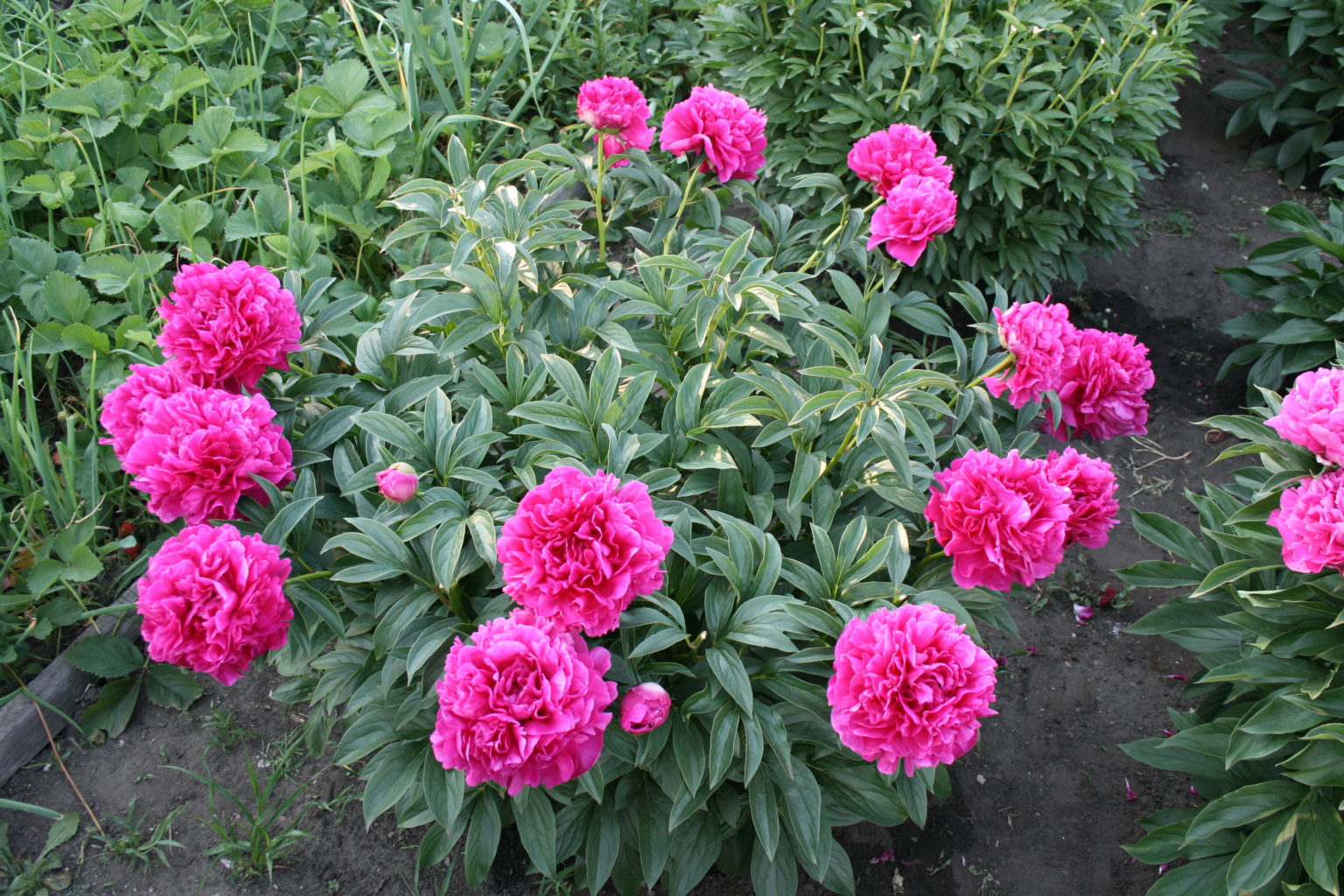 Эдвин Ц. Билс — Пионы Дорофеевых